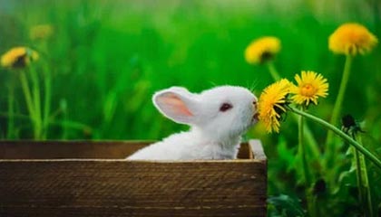 kaiyun.com-赞比亚男篮在非洲预赛中视死如归，迈向梦想的彼岸，赞比亚阵容