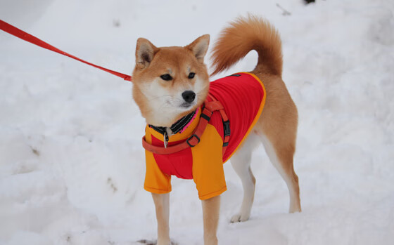 史上最令人感动的NBA公益故事合集，nba励志公益广告