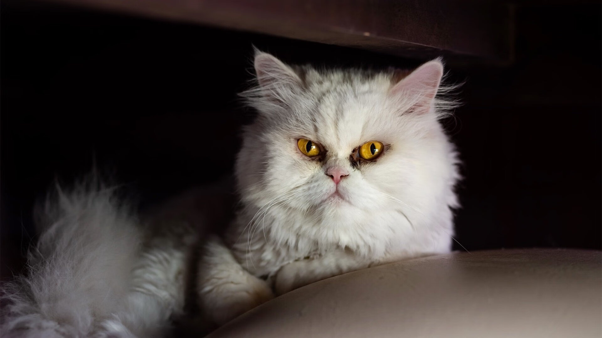 史上最大“黑马奇迹”军团逆袭登顶，黑马团原型