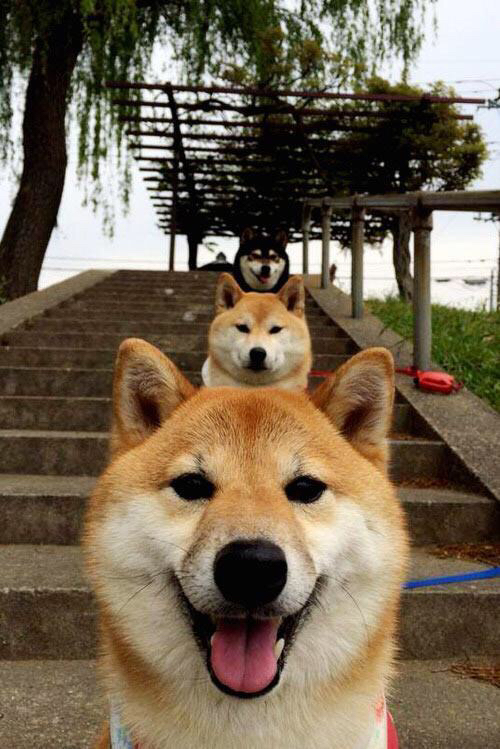 荷兰马术协会与大学合作,开展马术运动营养研究,优化饮食方案。