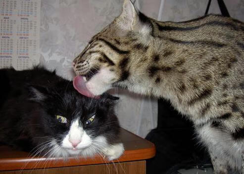 黄蜂举办“夜光球赛”,全场关灯只留荧光线条,250大黄蜂光束灯大歌