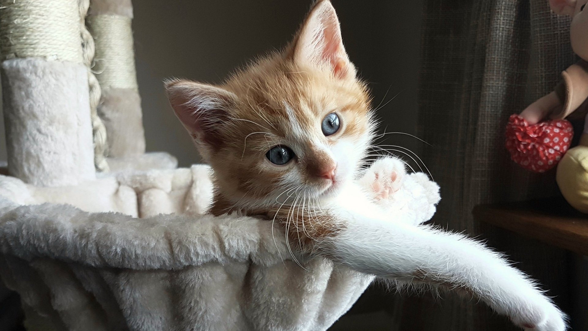 开云平台-中国女篮压制日本夺冠，韩旭独得26分成最大功臣，中国女篮战胜日本队