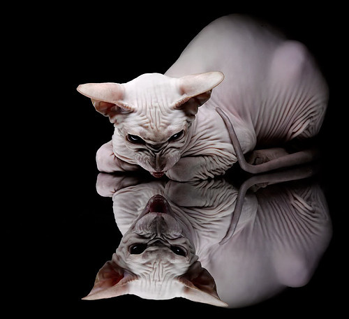 冠军赛彰显豪华阵容,对决实力悬殊谁将笑傲江湖,笑傲江湖冠军亚军季军