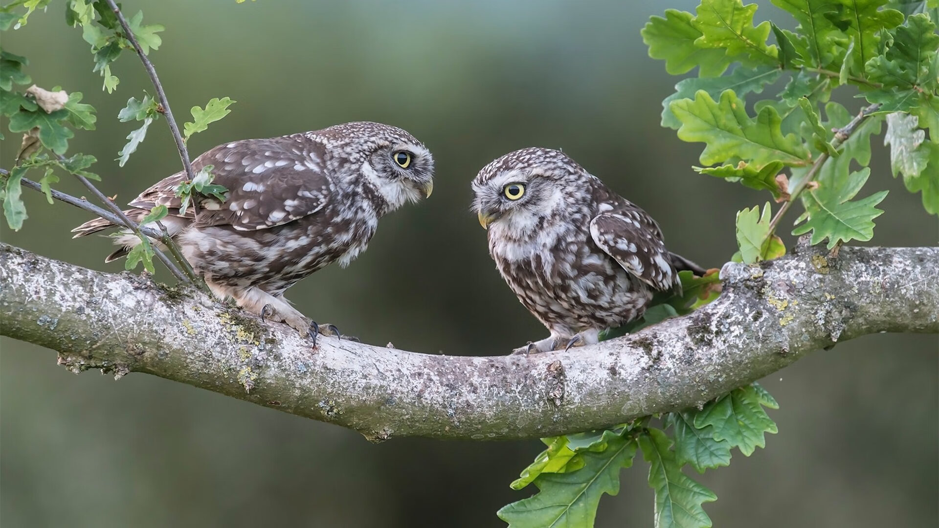 北马其顿蓄势待发：波黑难阻他们步伐，北马其顿原来是哪个国家