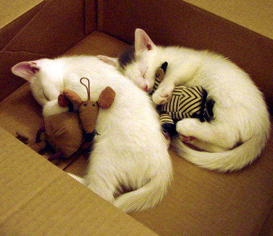 大洋洲篮球梦之队巡回赛落幕，青年精英尽展风采，大洋洲篮球锦标赛