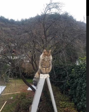山村-战胜博尔顿，主场保持不败氛围浓厚，歌手山村
