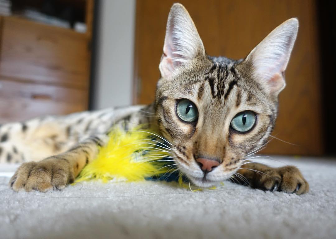 开云中国-是否应赋予球员更多参与规则制定权，是否应赋予球员更多参与规则制定权的权利