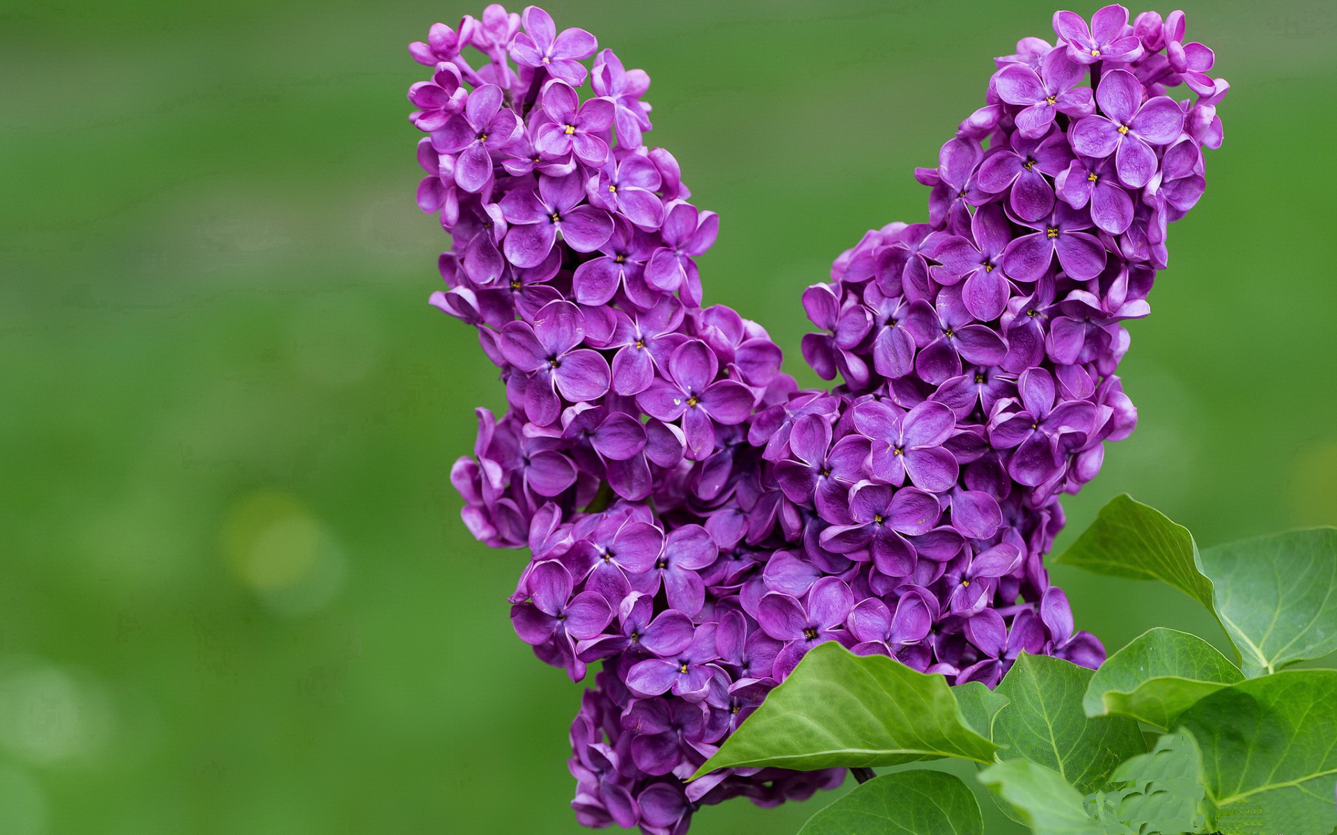 瑞典战队 NiP 计划举办线下粉丝见面会,瑞典小组