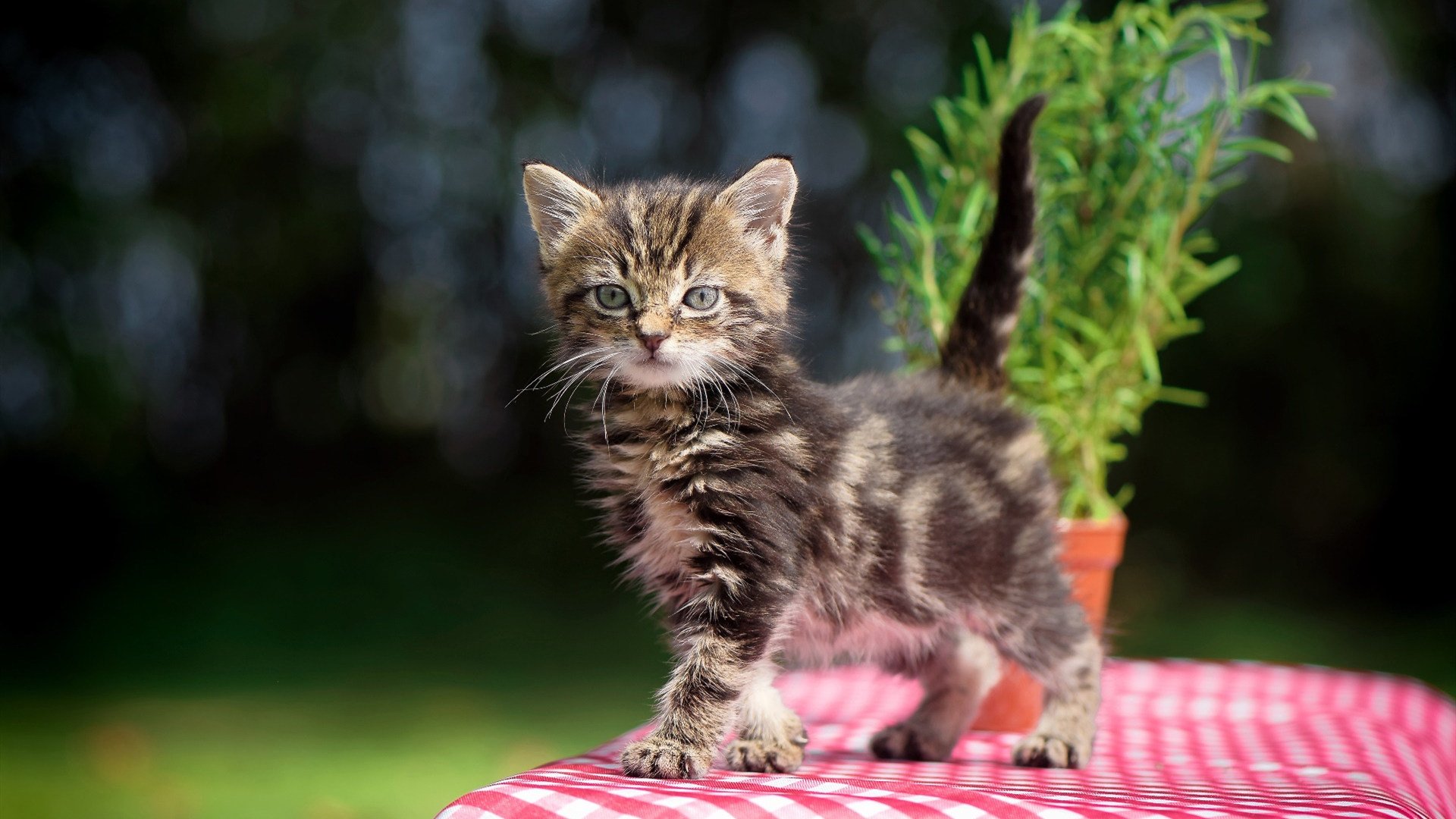 篮网外线发威主场再度奏凯,篮网内线被打爆