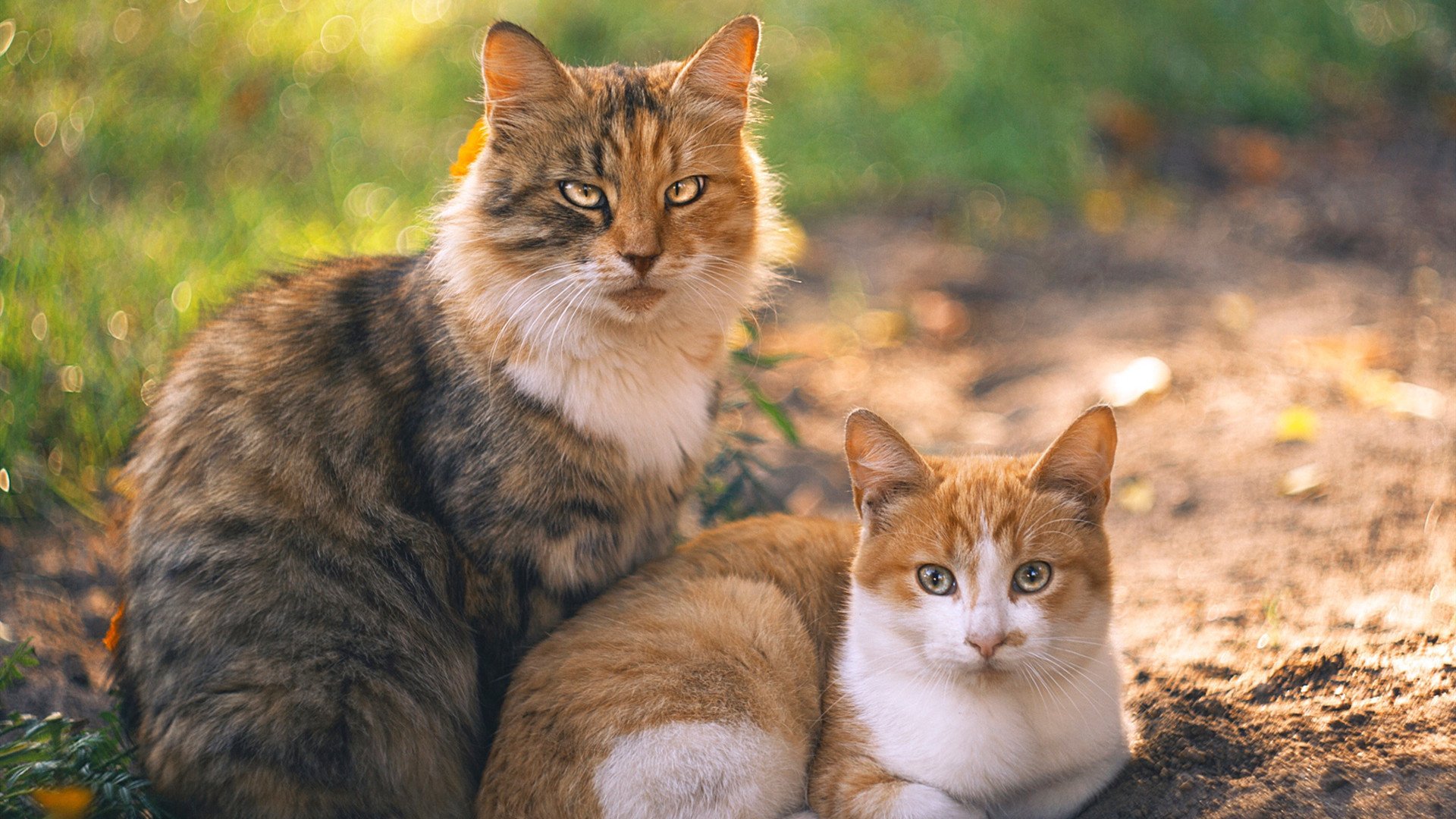 联盟是否应支持球员组织环保行动,名记_联盟向各队告知限制球迷不当行为新措施