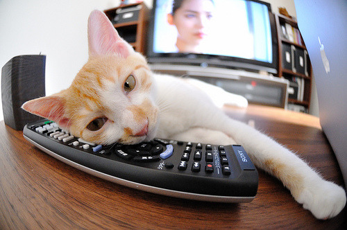 葡萄牙体育锋线表现持续火热,葡萄牙sporting