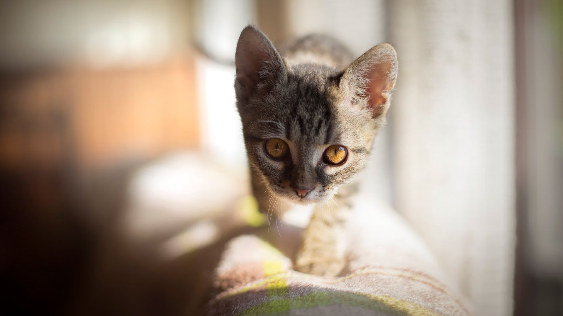 蓝月亮客场平水晶宫,积分榜暂列中游,蓝月亮水晶寓意