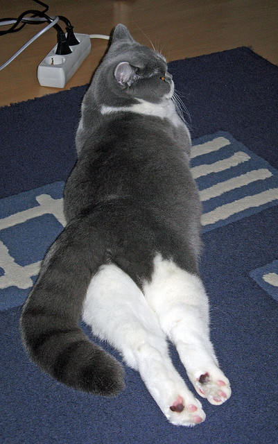 韩国星际争霸赛事全明星阵容公布,韩国星际争霸历届总决赛视频