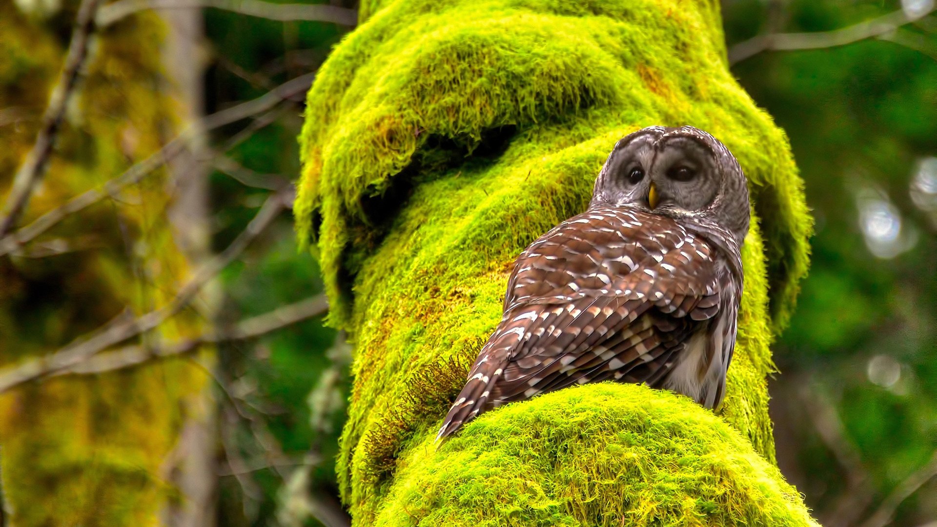 开云kaiyun-永不言弃：某球员的奋斗故事激励无数年轻人，永不言弃的例子