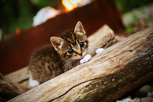 中超联赛定位球套路打法分布可视图,2021赛季中超比赛用球