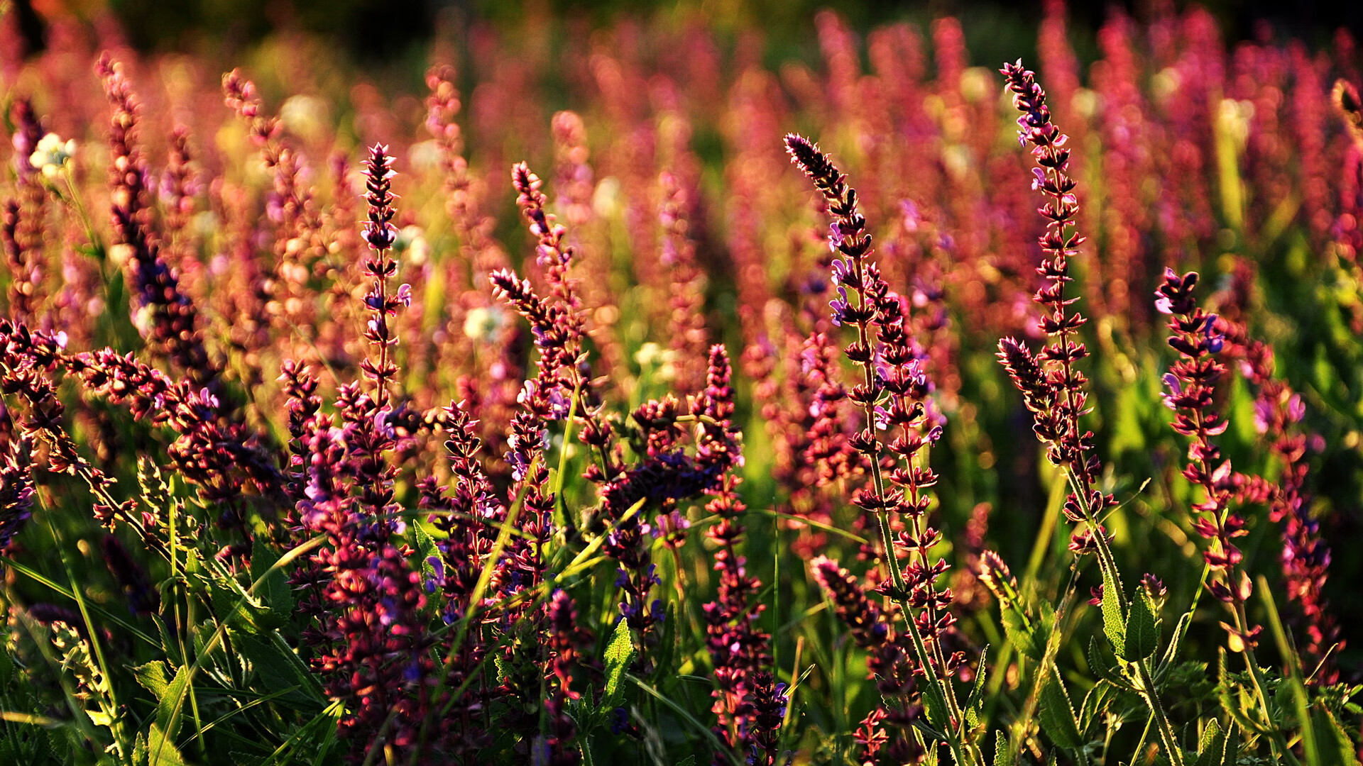 意甲俱乐部薪资帽潜在引入与竞技平衡研究，意甲普通球员工资