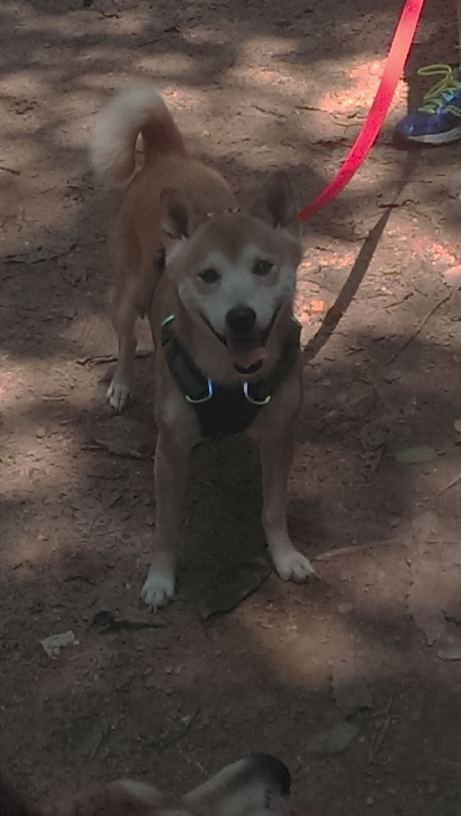 中国三人篮球队攻防一体化表现优异,中国三人篮球队攻防一体化表现优异吗