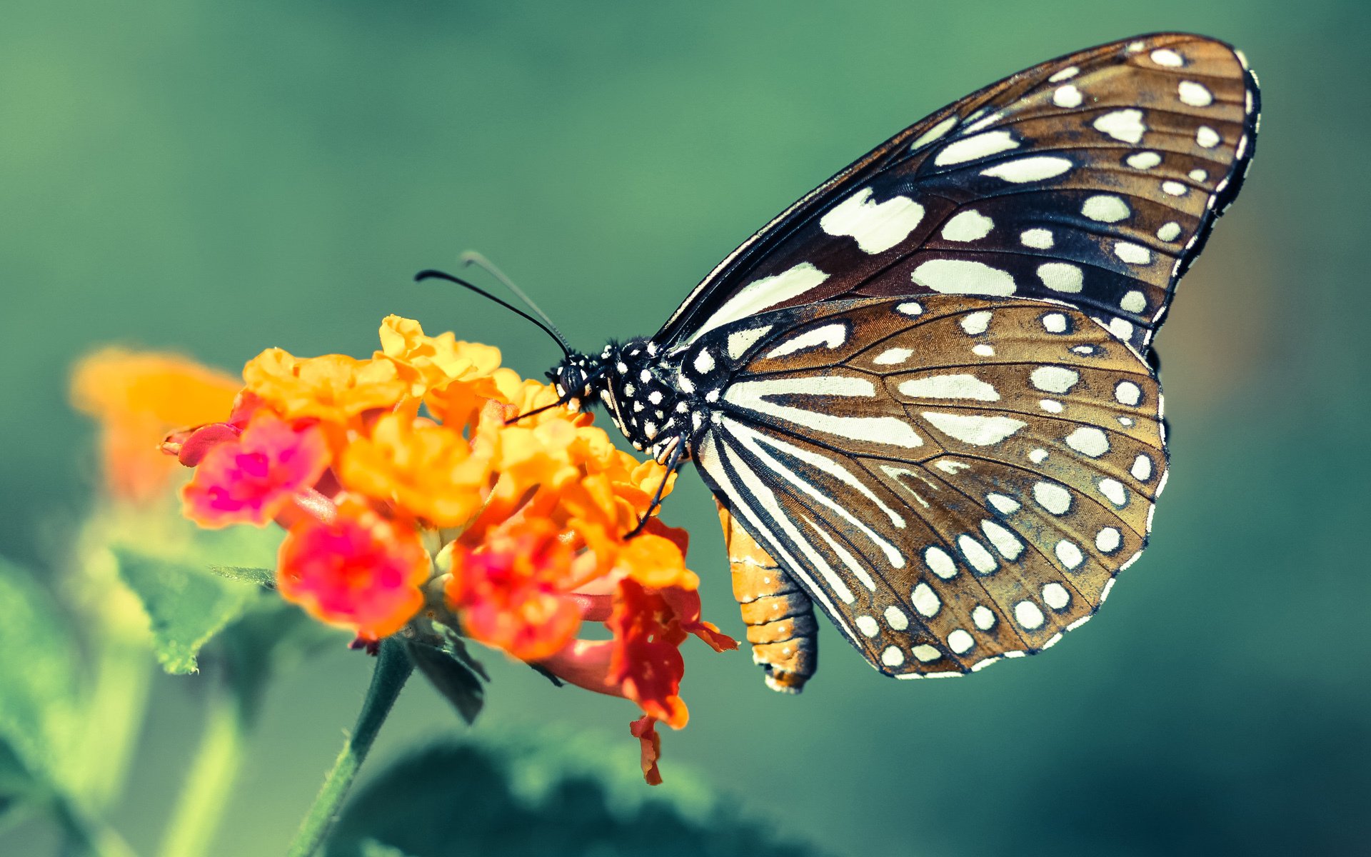 球员是否通过提前压上控制反击线路形成反包夹