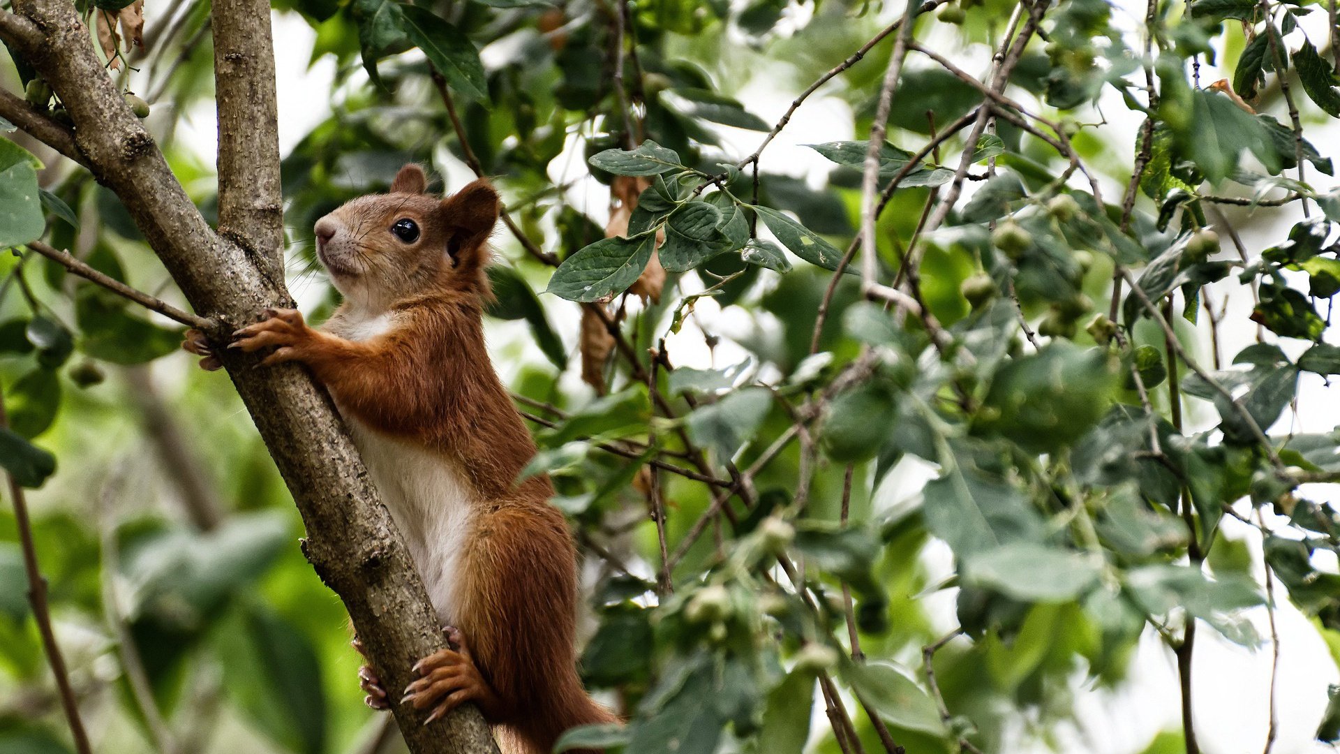电竞教练战术储备充足临场指挥堪比传统体育,电竞教练是干什么的