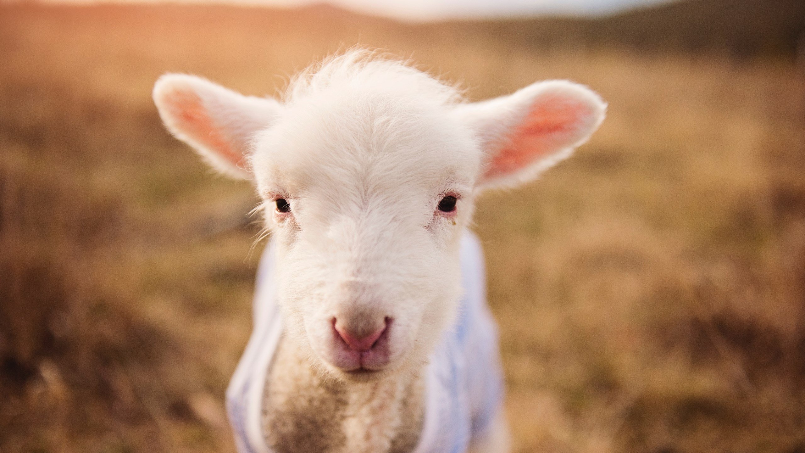 体育新闻中心伤病恢复速报,体育全部新闻