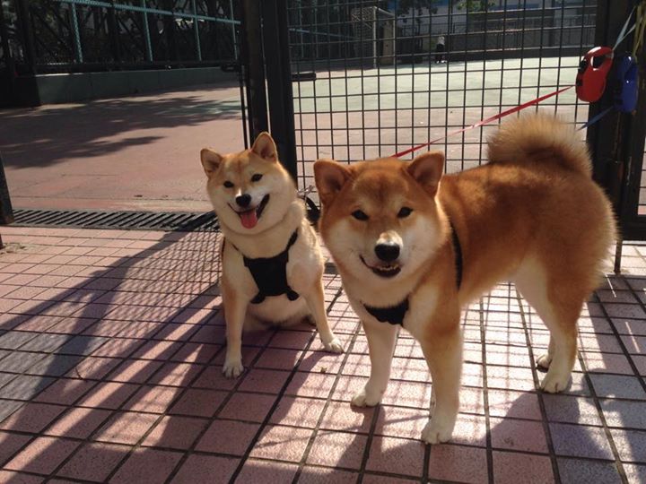希腊水球女队沉着应战险胜,希腊水球女队沉着应战险胜图片