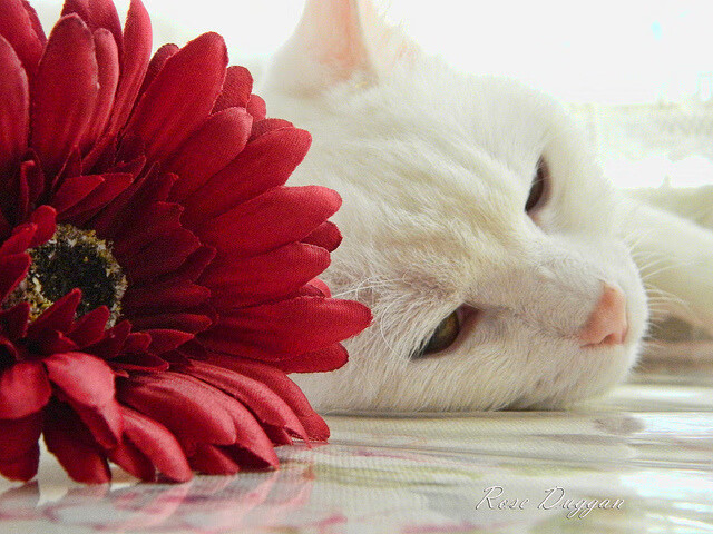 热火训练中重点练习夹击防守提升压迫性，热火训练强度