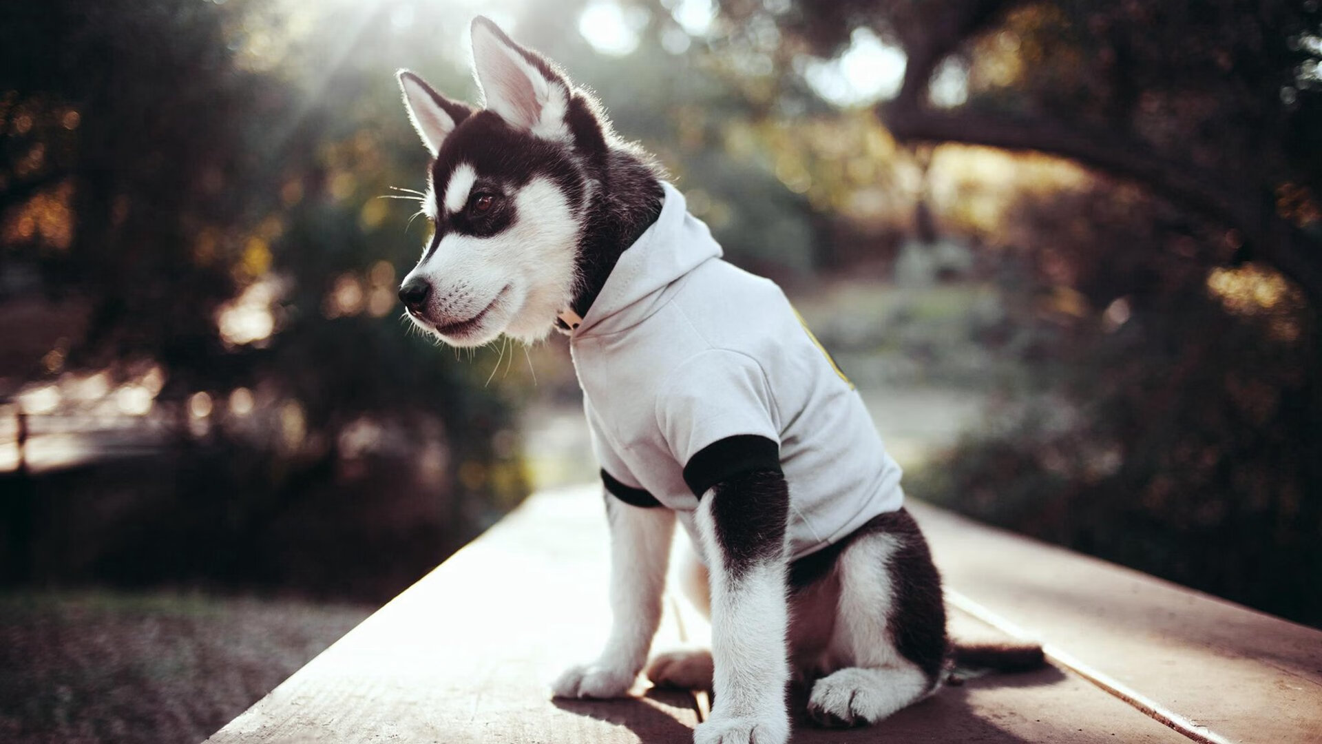 隆戈：以不可阻挡的力量和速度改变全黑队的进攻战略，深圳隆戈尔生态技术有限公司